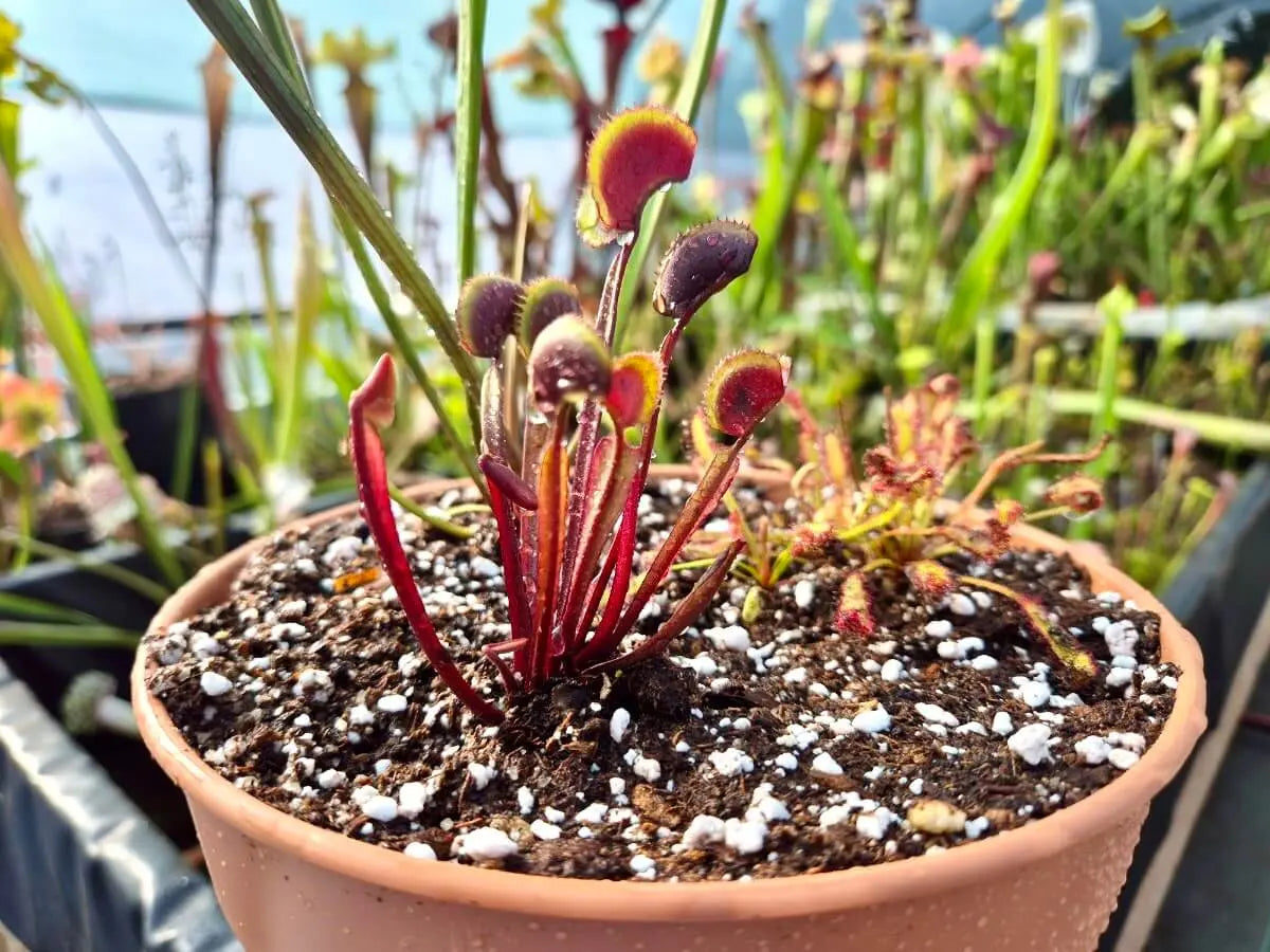 Kit mini-tourbière – 3 Plantes Carnivores DE SOLOGNE