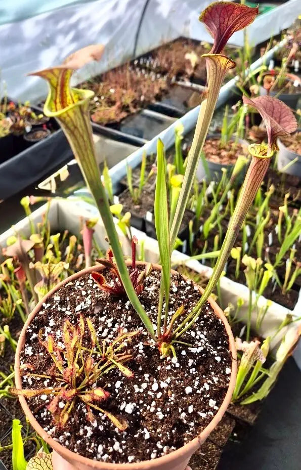 Kit mini-tourbière – 3 Plantes Carnivores 