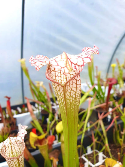 Sarracenia x mitchelliana x white top gros plan sur les urnes