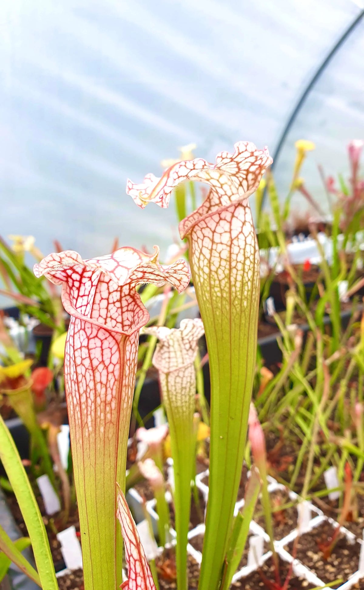 Sarracenia x mitchelliana x white top urnes