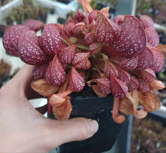 Sarracenia psittacina urnes prostrées en forme de bec de perroquet