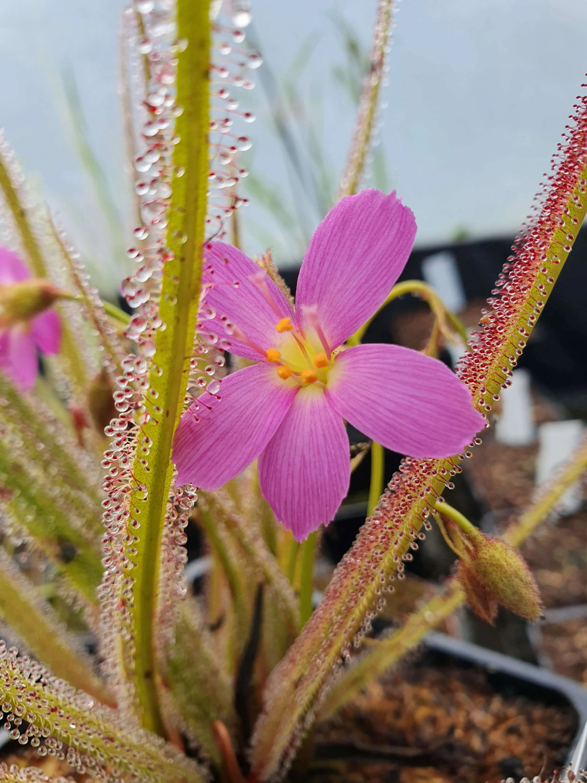 Drosera regia dans son pot