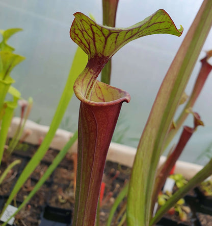 Sarracenia flava var. rubricorpora Giant dans son pot
