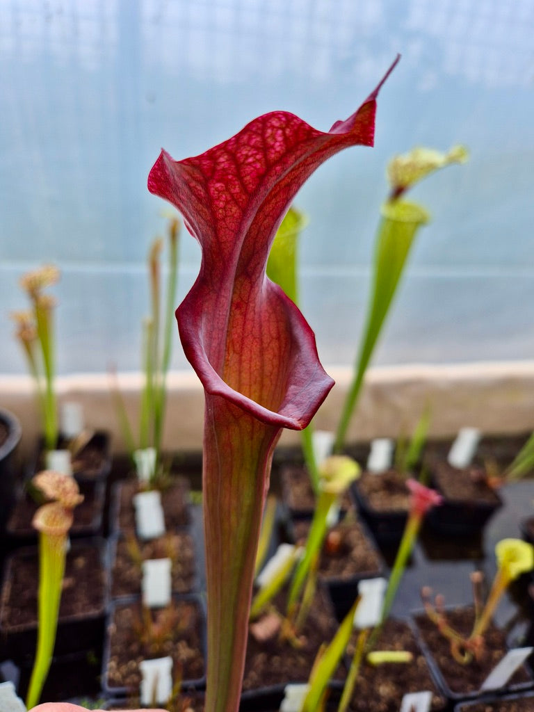 Sarracenia 'Metallized'