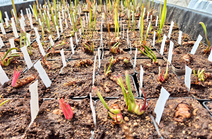 Sarracenia hybride CDS (unique) CARNIVORE DE SOLOGNE
