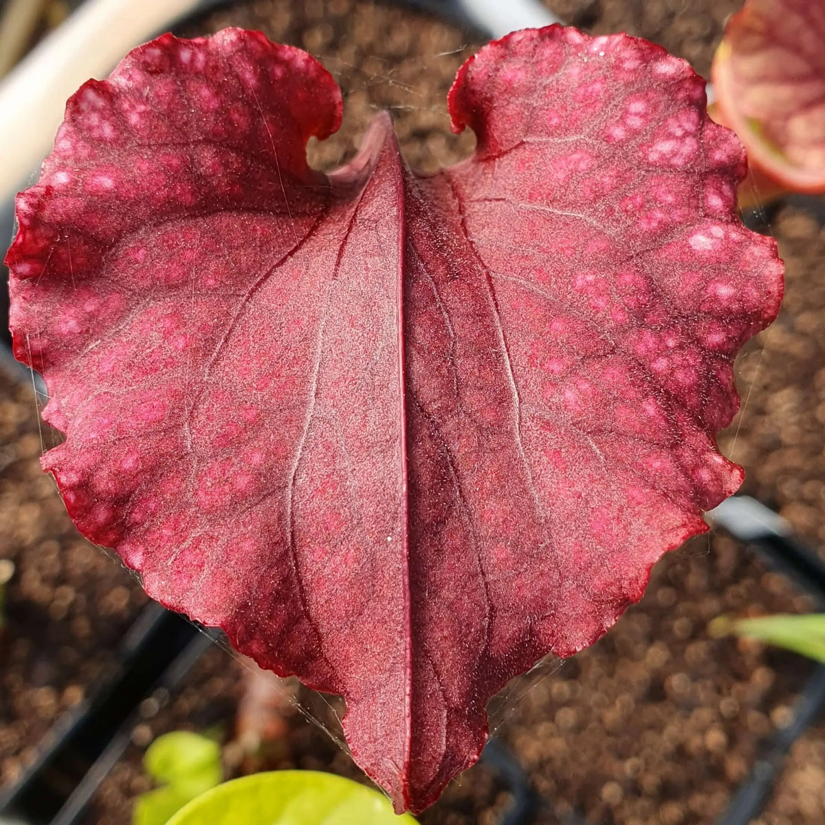 Sarracenia x moorei "Praetorian Guard" à la pépinière Carnivore de Sologne