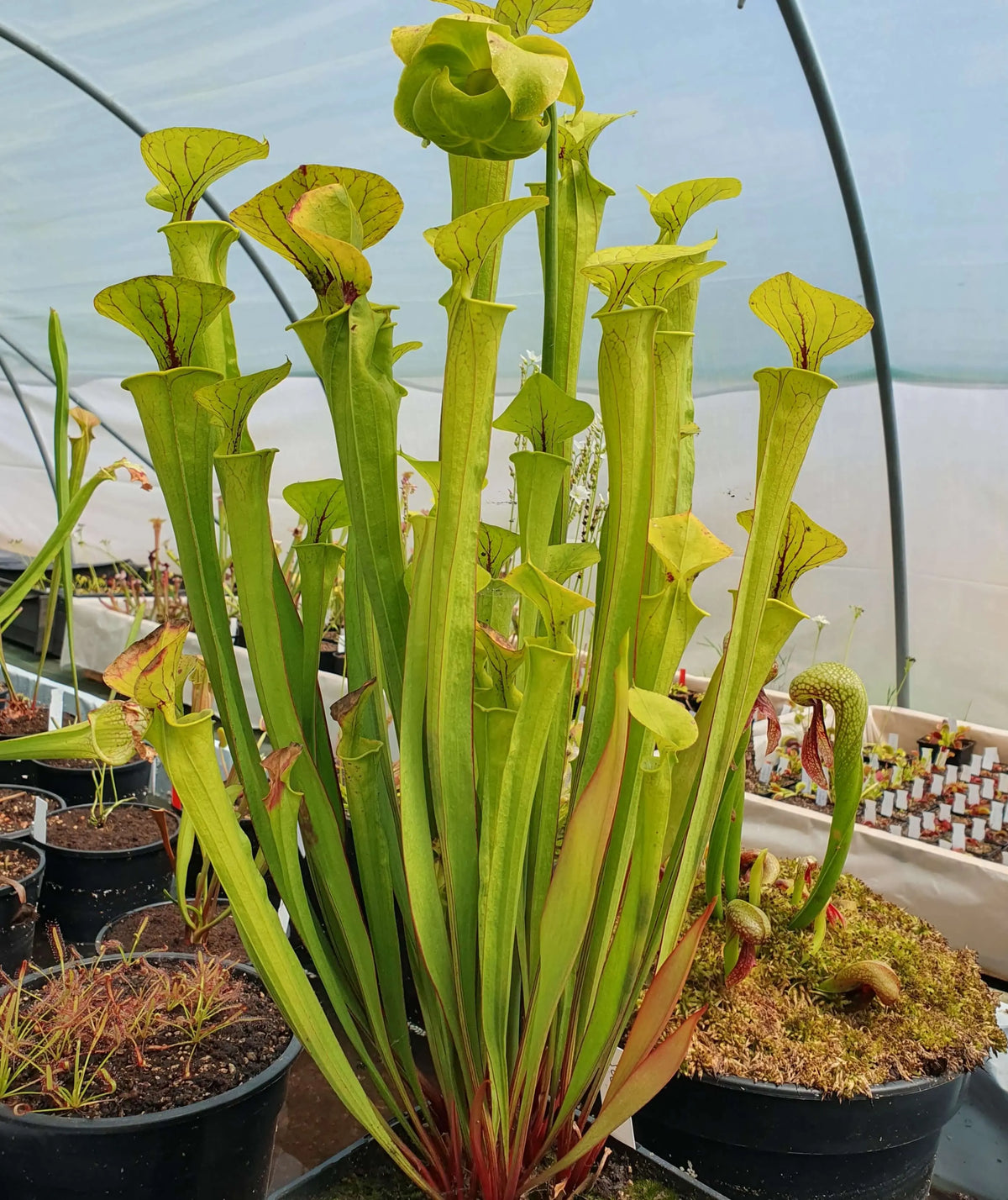 Sarracenia rubra ASX015 urnes vertes veinées de rouge