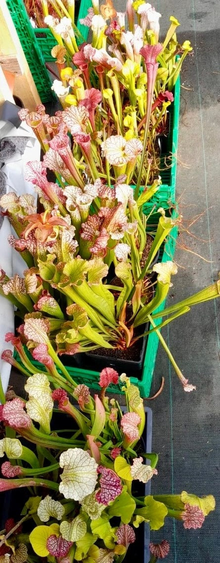 Sarracenia surprise de couleurs