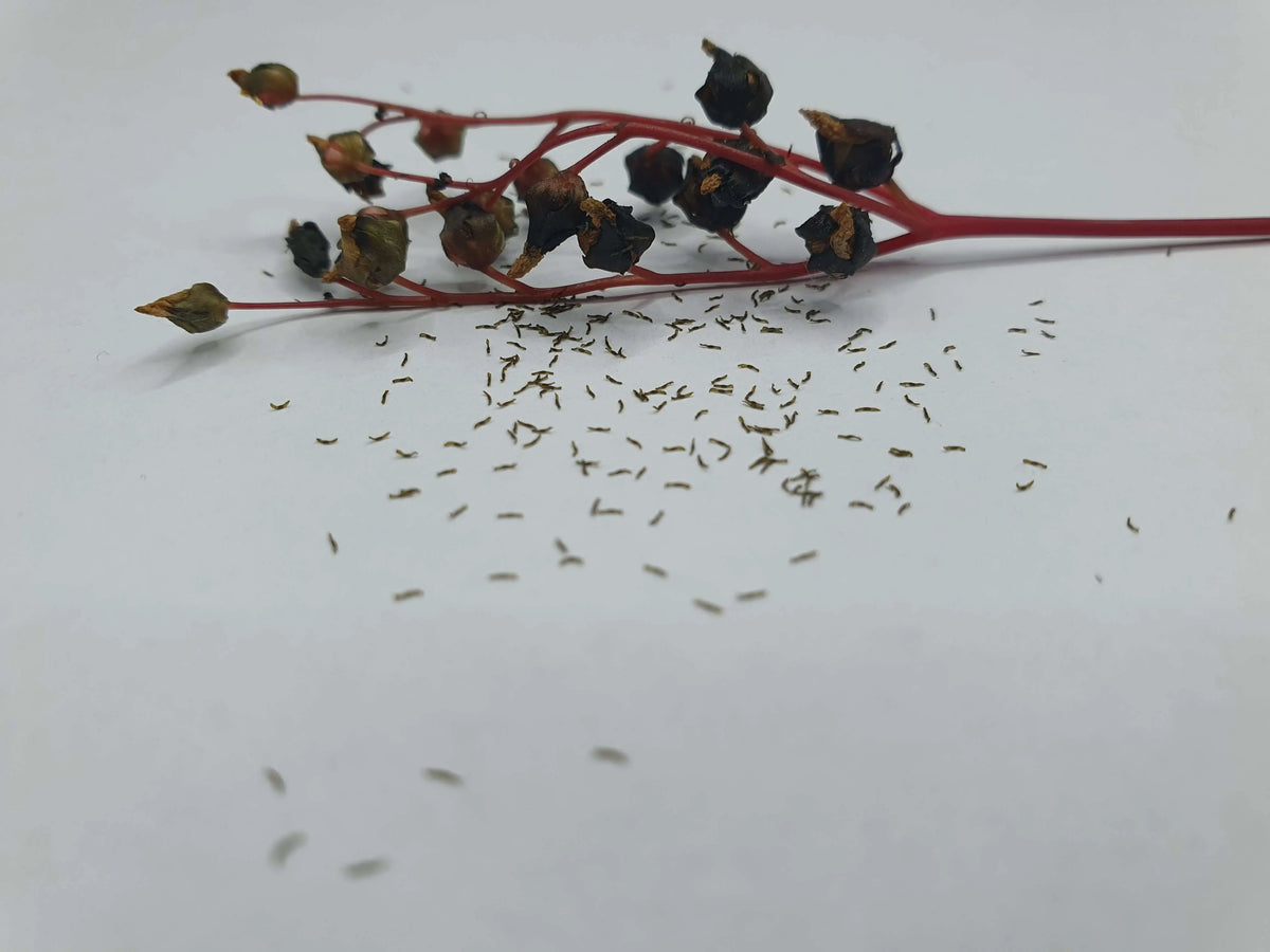Graines de Drosera binata mix CARNIVORE DE SOLOGNE
