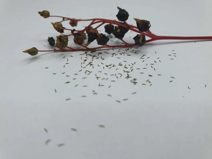 Graines de Drosera binata mix CARNIVORE DE SOLOGNE