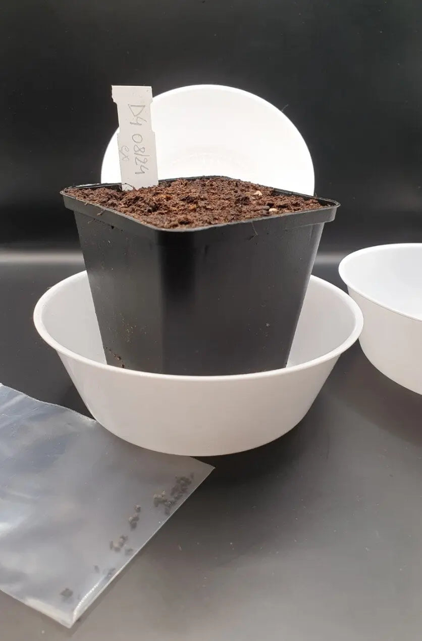 Sous-pot Taille Haute pour Plantes Carnivores – 0,75L CARNIVORE DE SOLOGNE