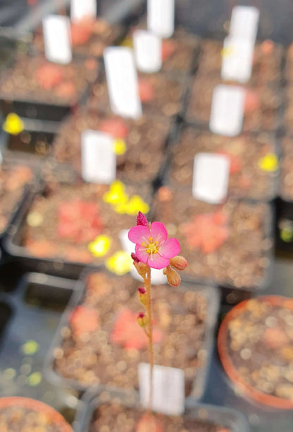 Drosera spatulata en fleur