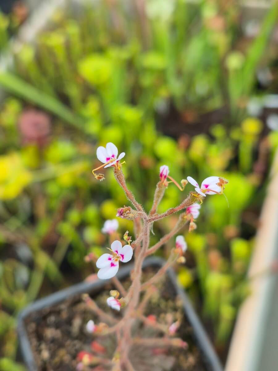 Stylidium assimile et sa fleur à déclencheur