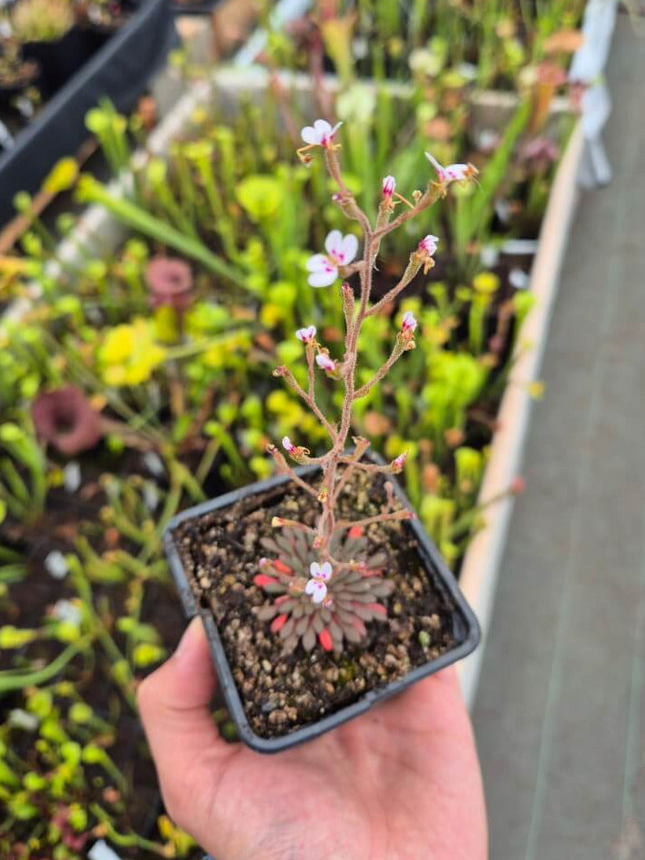 Stylidium assimile gros plan sur les feuilles