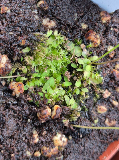 Utricularia livida - vue rapprochée du feuillage