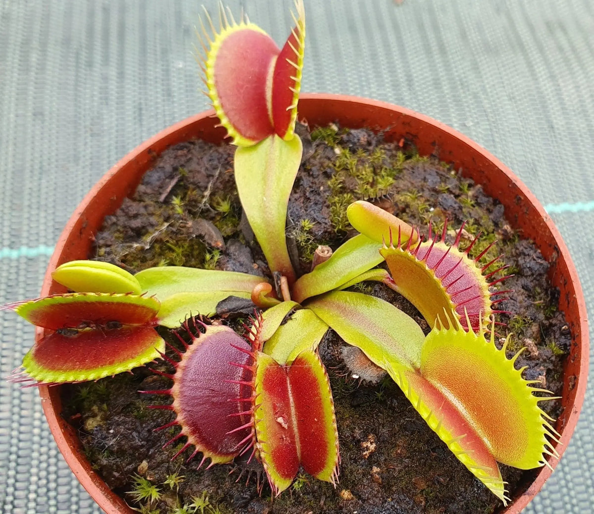 Plante carnivore Dionaea muscipula