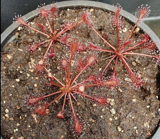 Plante carnivore Drosera intermedia