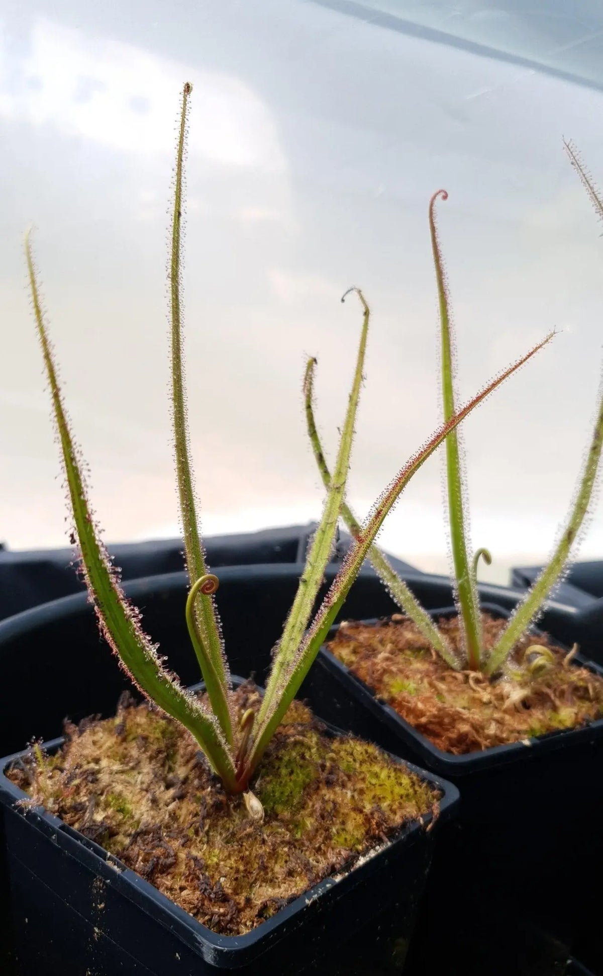 Plante carnivore Drosera regia