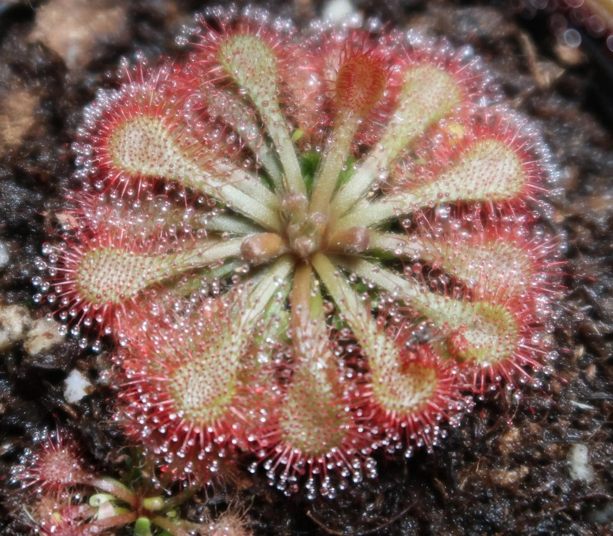 Plante carnivore Drosera spatulata
