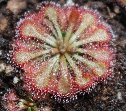 Plante carnivore Drosera spatulata